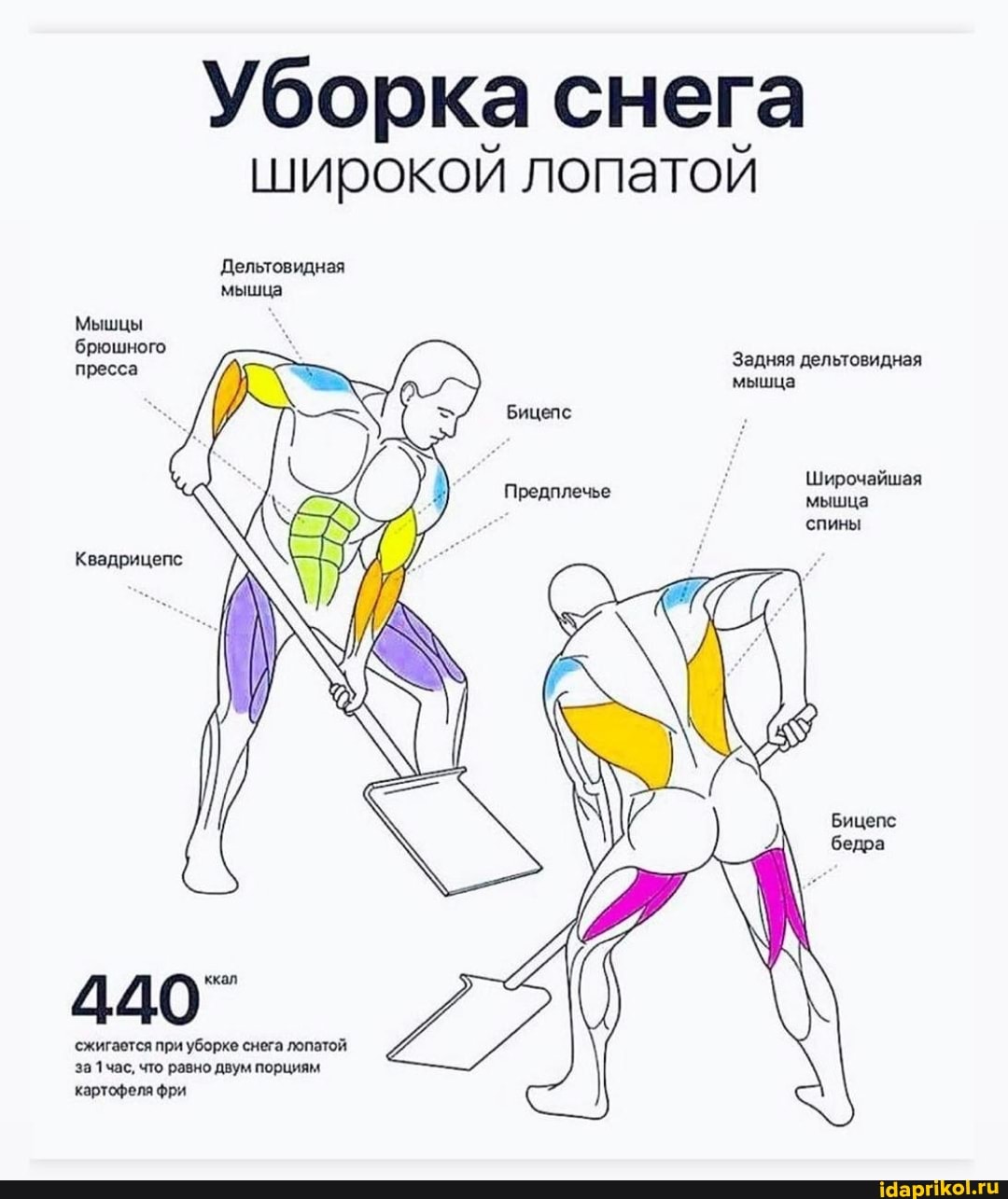 Уборка снега широкой лопатой
Дельтовидная
