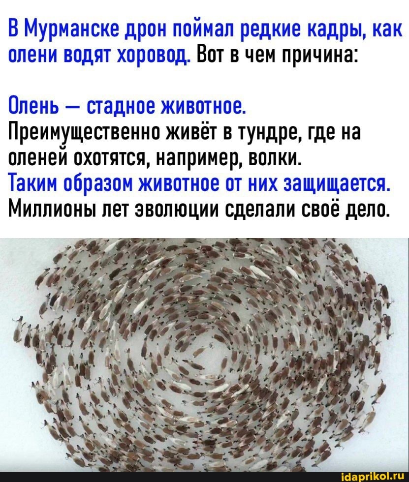 В Мурманске дрон поймал редкие кадры, как олени водят хоровод. Вот в чем причина:
Олень - стадное животное.
Преимущественно живёт в тундре, где на оленей охотятся, например, волки.
Таким образом животное от них защищается.
Миллионы лет эволюции сделали своё дело.