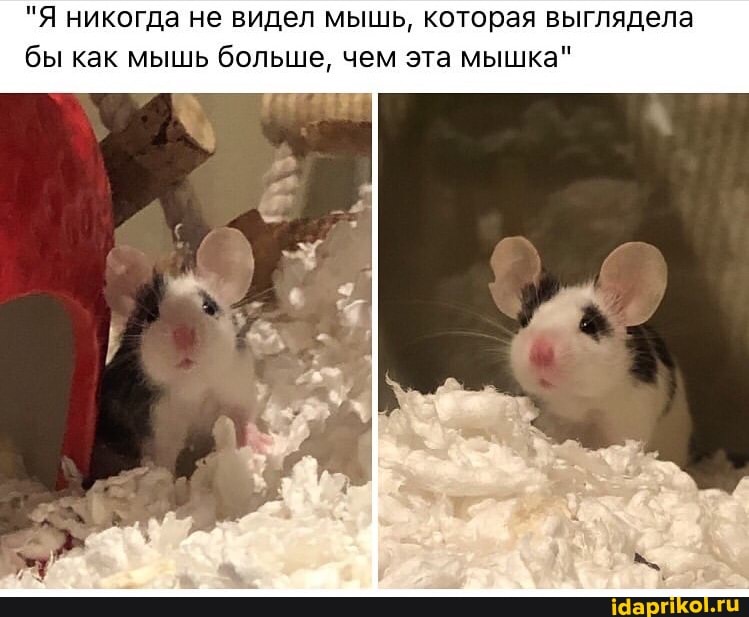 "Я никогда не видел мышь, которая выглядела бы как мышь больше, чем эта мышка"