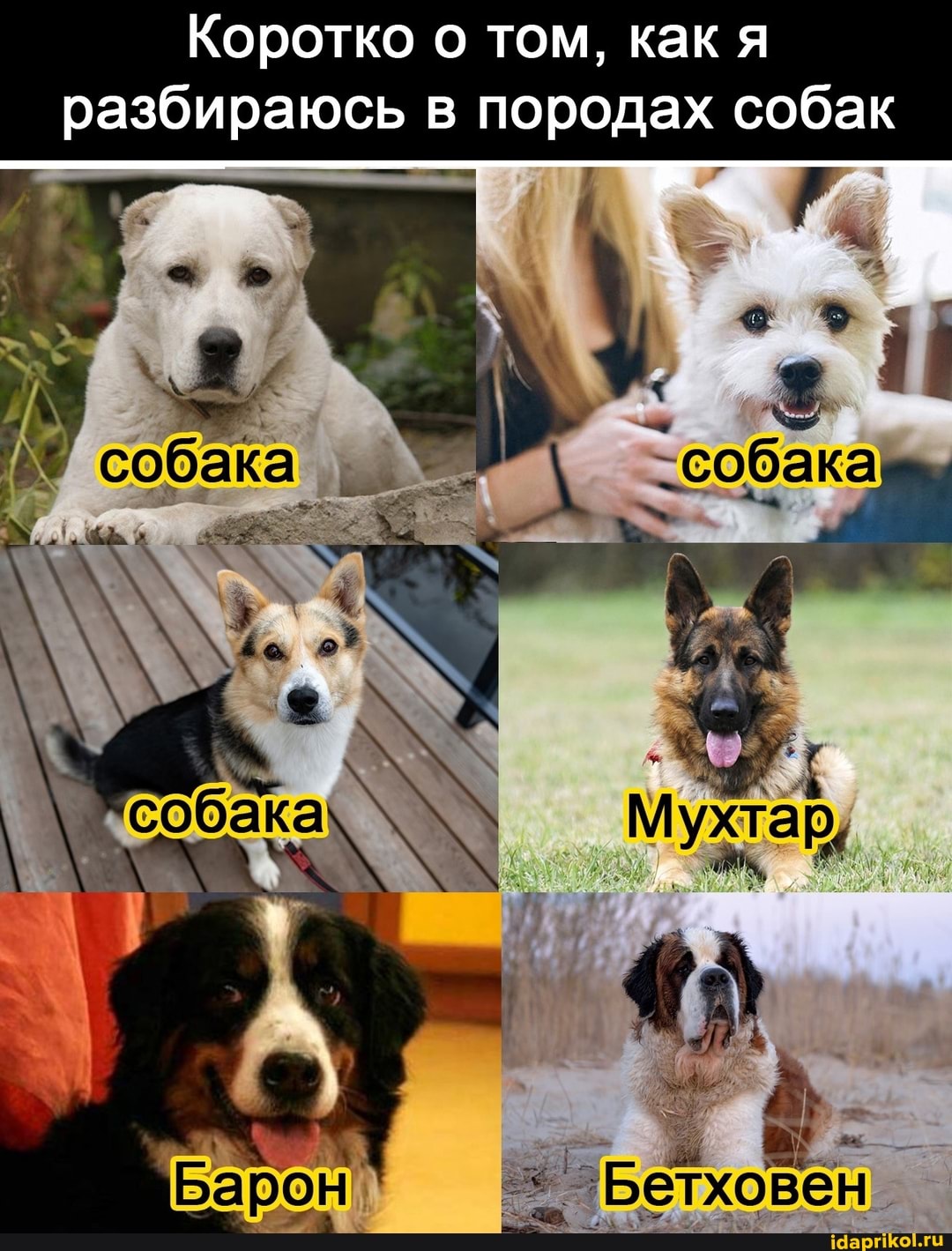 Коротко о том, как я разбираюсь в породах собак
- 7.
в: =
'Бетховен.