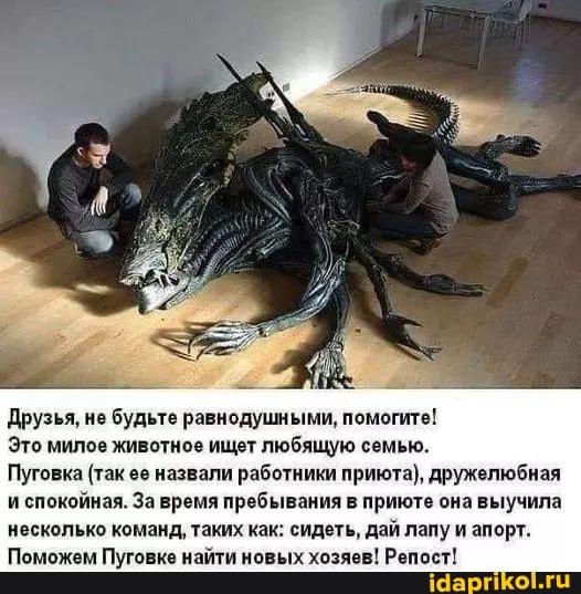 Друзья, не будьте равнодушными, помогите!
Это милое животное ищет любящую семью.
Пуговка (так ее назвали работники приюта), дружелюбная и спокойная. За время пребывания в приюте она выучила несколько команд, таких как: сидеть, дай лапу и апорт.
Поможем Пуговке найти новых хозяев! Репост!