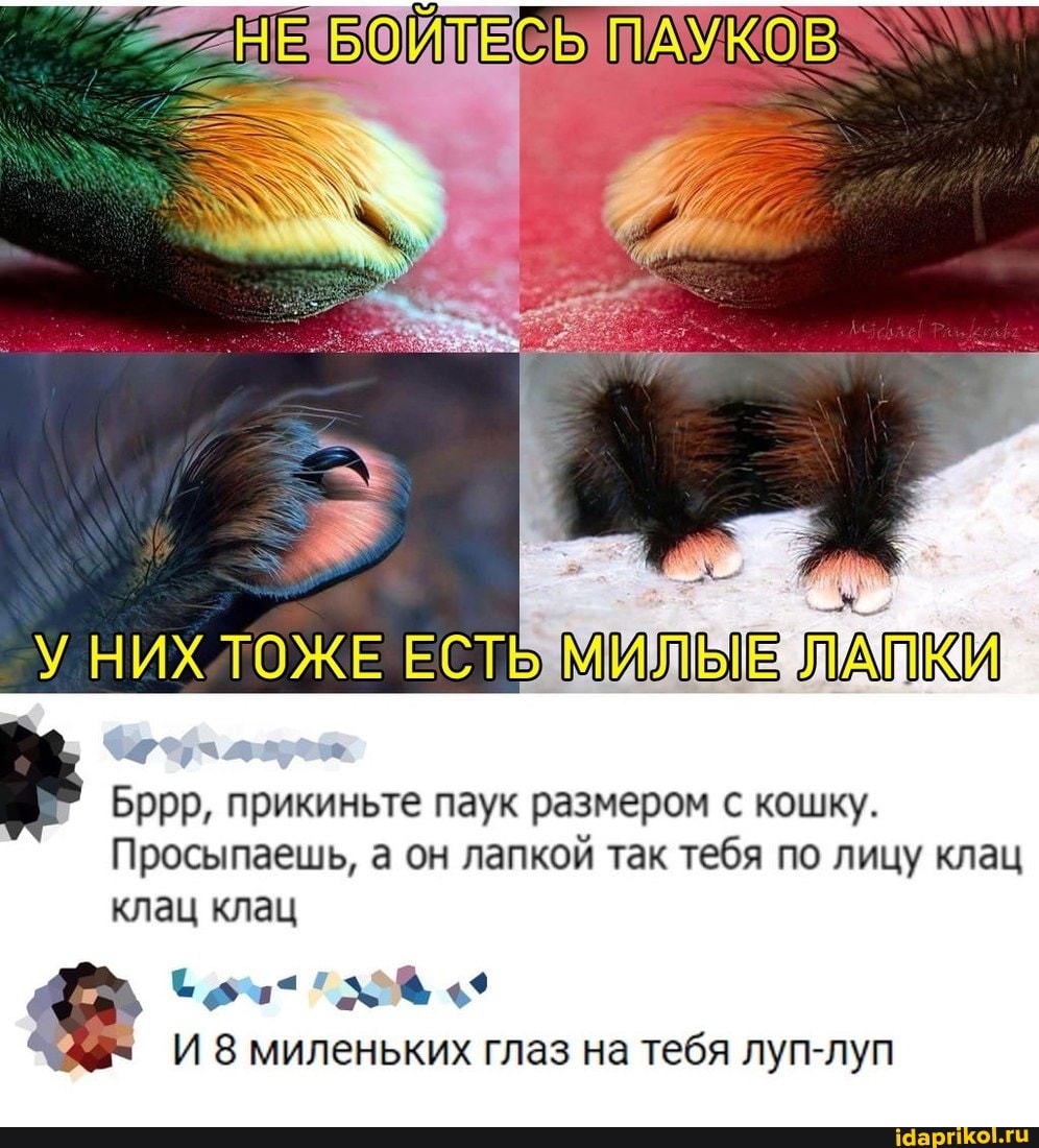 МИЛЫЕ ЛАПКИ
Бррр, прикиньте паук размером с кошку.
Просыпаешь, а он лапкой так тебя по лицу клац клац клац
И 8 миленьких глаз на тебя луп-луп