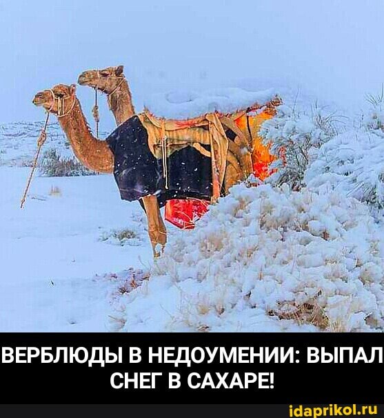 ВЕРБЛЮДЫ В НЕДОУМЕНИИ: ВЫПАЛ СНЕГ В САХАРЕ! - ВЕРБЛЮДЫ В НЕДОУМЕНИИ: ВЫПАЛ СНЕГ В САХАРЕ!