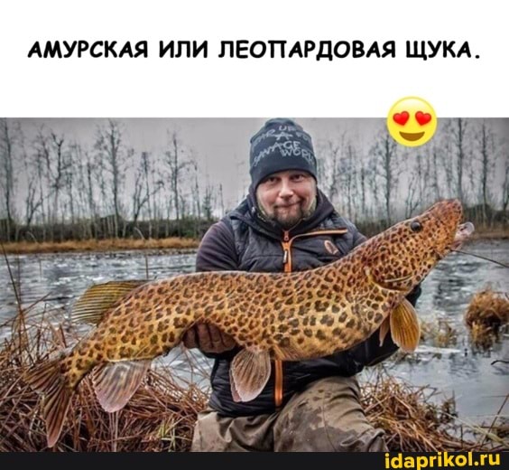 АМУРСКАЯ ИЛИ ЛЕОПАРДОВАЯ ЩУКА.