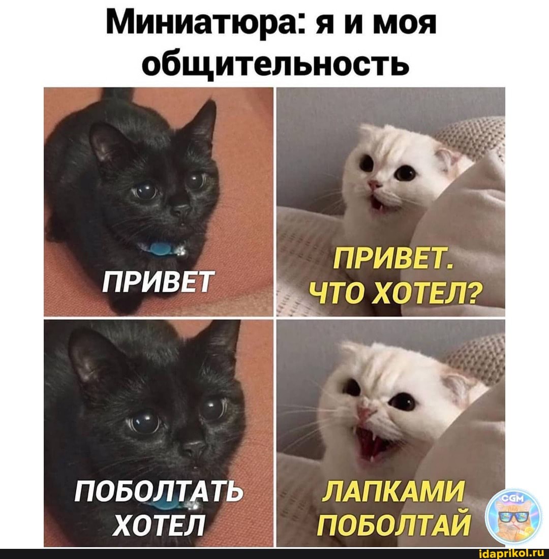 Миниатюра: я и моя
общительность
ПРИВЕТ.
ЧТО ХОТЕЛ?
ПРИВЕТ
ПОБОЛТАТЬ ХОТЕЛ
ЛАПКАМИ ПОБОЛТАЙ