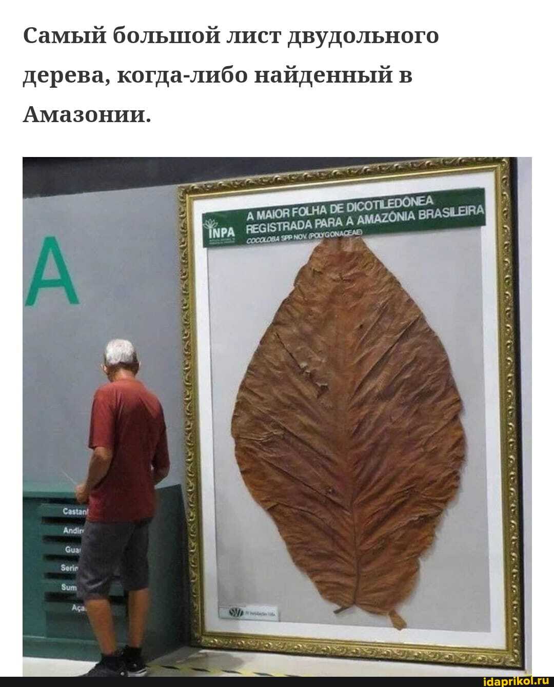 Самый большой лист двудольного дерева, когда-либо найденный в
РАВА
Амазонии.