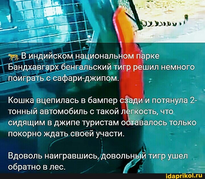 В индийском национальном 'арке
Бандхавгарх бенгальский ти: решил немного поиграть с сасари-джипом.
Кошка вцепилась бампер сзади и потянула 2- тонный автомобиль с такой легкость, что сидящим в джипе туристам оставалось только покорно ждать своей участи.
Вдоволь наигравшись, довольный тигр ушел обратно в лес.