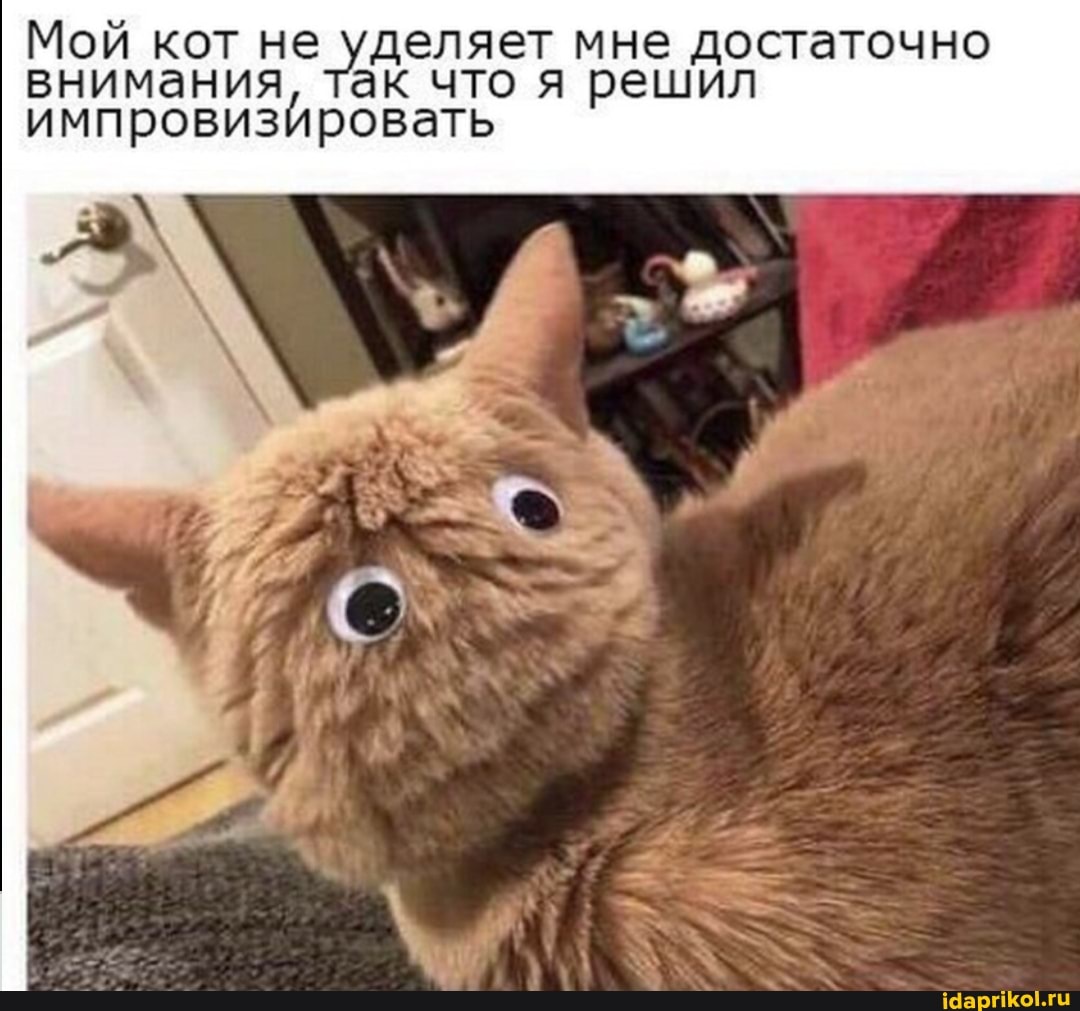 Мой кот не внимания уделяет мне достаточно решил внимания к что я решил
импровизировать