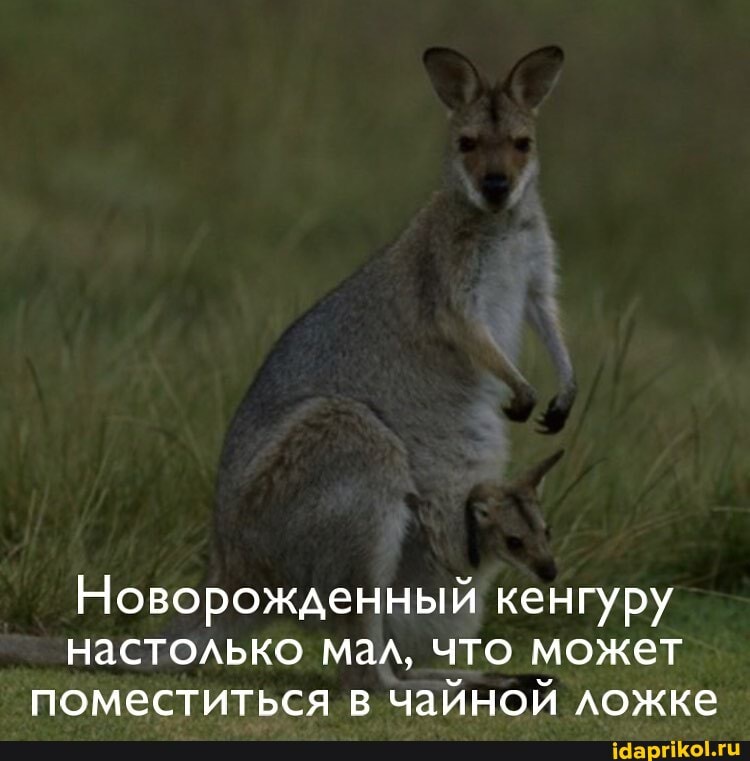 Новорожденный кенгуру настолько мал, что может поместиться в чайной ложке