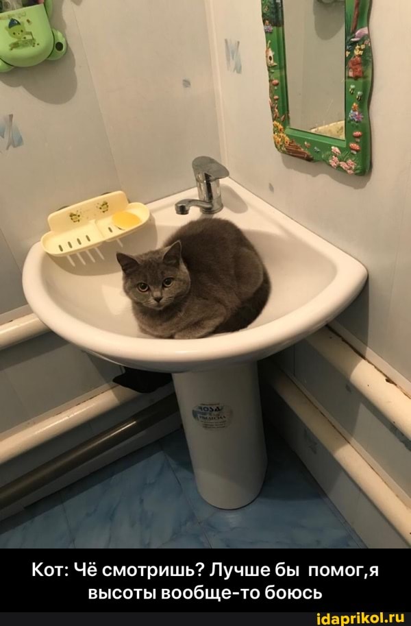 Кот: Чё смотришь? Лучше бы помог,'я
высоты вообще-то боюсь - Кот: Чё смотришь? Лучше бы помог,я высоты вообще-то боюсь