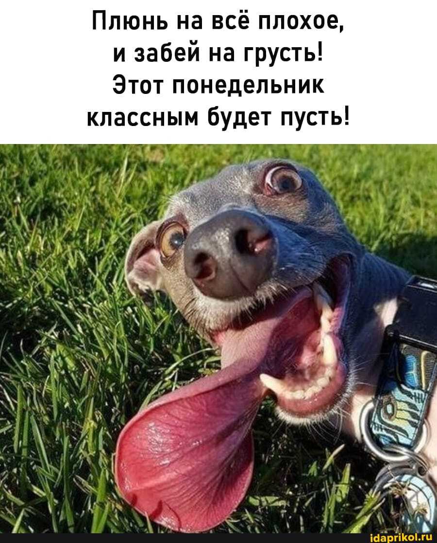 Плюнь на всё плохое, и забей на грусть!
Этот понедельник
классным будет пусть!
