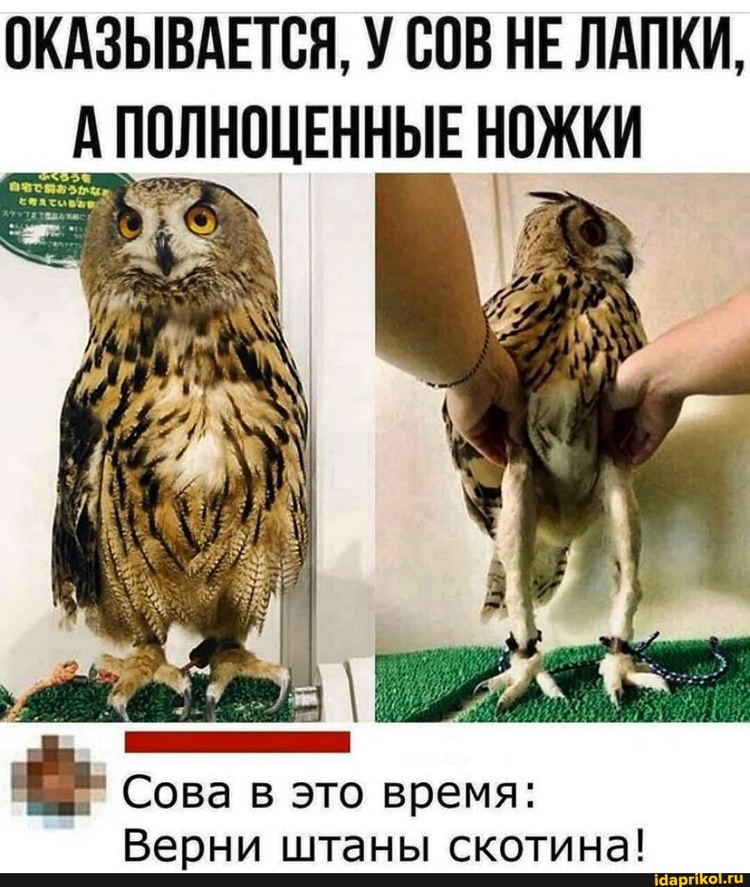 ОКАЗЫВАЕТСЯ, У СОВ НЕ ЛАПКИ,
ПОЛНОЦЕННЫЕ
Сова в это время:
Верни штаны скотина!