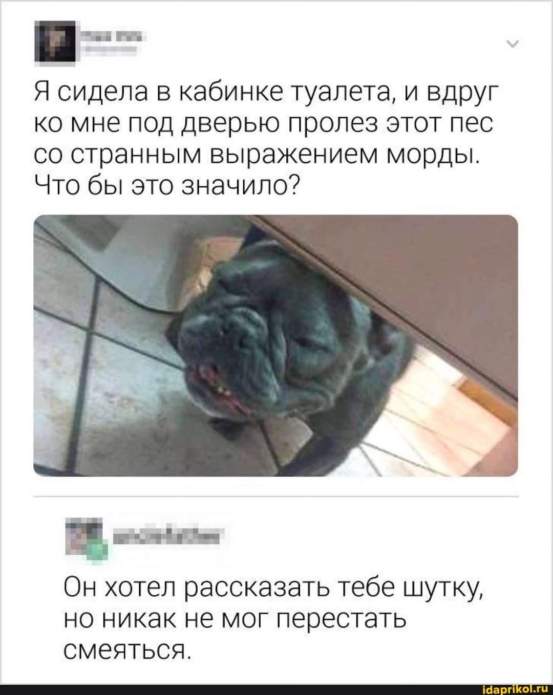 Я сидела в кабинке туалета, и вдруг ко мне под дверью пролез этот пес со странным выражением морды.
Что бы это значило?
Он хотел рассказать тебе шутку, но никак не мог перестать смеяться.