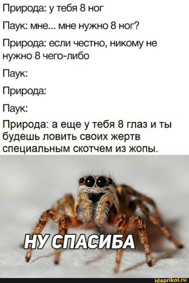 Природа: у тебя 8 ног
Паук: мне... мне нужно 8 ног?
Природа: если честно, никому не нужно 8 чего-либо
Паук:
Природа:
Паук:
Природа: а еще у тебя 8 глаз и ты
будешь ловить своих жертв специальным скотчем из жопы.
НУ СПАСИБА