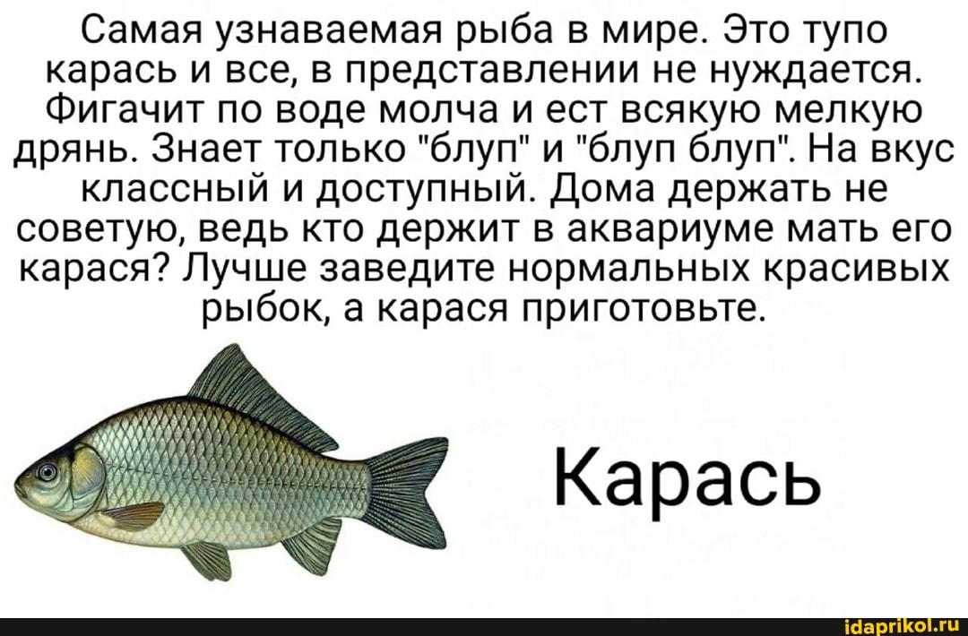 Самая узнаваемая рыба в мире. Это тупо карась и все, в представлении не нуждается.
Фигачит по воде молча и ест всякую мелкую
дрянь. Знает только "блуп" и "блуп блуп". На вкус классный и доступный. Дома держать не советую, ведь кто держит в аквариуме мать его карася? Лучше заведите нормальных красивых рыбок, а карася приготовьте.
Карась