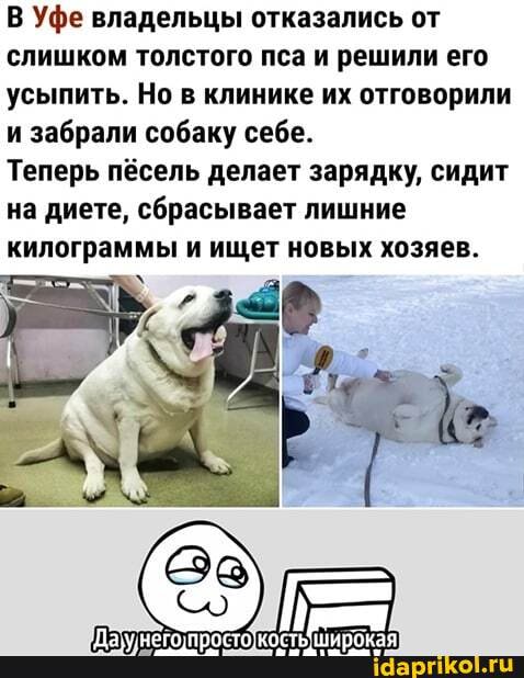 В Уфе владельцы отказались от слишком толстого пса и решили его усыпить. Но в клинике их отговорили и забрали собаку себе.
Теперь пёсель делает зарядку, сидит на диете, сбрасывает лишние килограммы и ищет новых хозяев.
