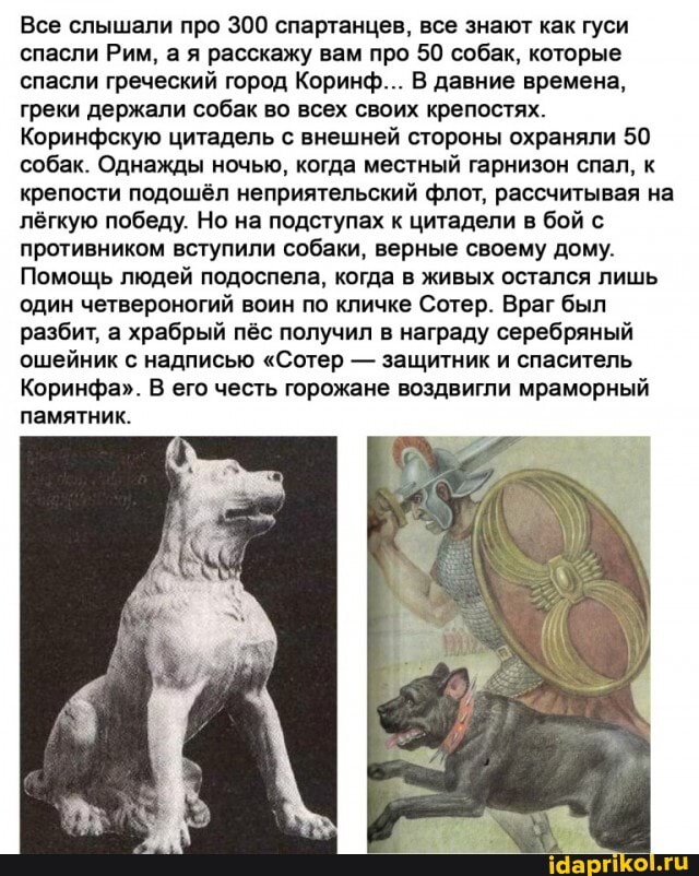 Все слышали про 300 спартанцев, все знают как гуси спасли Рим, а я расскажу вам про 50 собак, которые спасли греческий город Коринф... В давние времена, греки держали собак во всех своих крепостях.
Коринфскую цитадель с внешней стороны охраняли 50 собак. Однажды ночью, когда местный гарнизон спал, к крепости подошёл неприятельский флот, рассчитывая на лёгкую победу. Но на подступах к цитадели в бой с противником вступили собаки, верные своему дому.
Помощь людей подоспела, когда в живых остался лишь один четвероногий воин по кличке Сотер. Враг был разбит, а храбрый пёс получил в награду серебряный ошейник с надписью "Сотер - защитник и спаситель
Коринфа". В его честь горожане воздвигли мраморный
памятник.