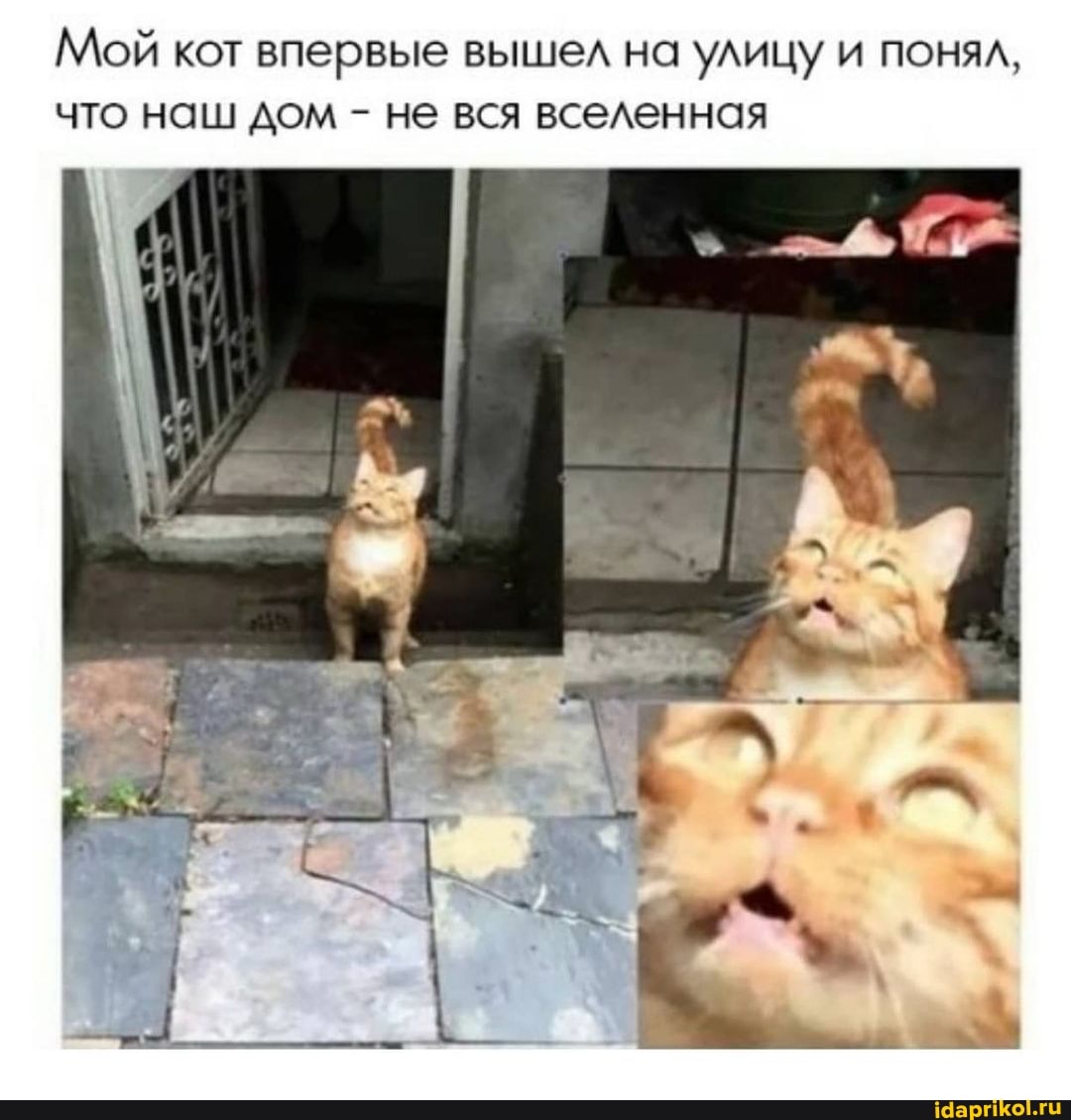 Мой кот впервые вышел на улицу и понял, что наш дом - не вся вселенная