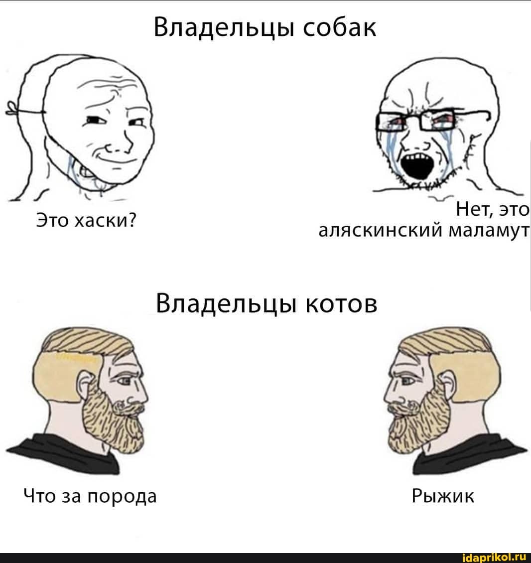 Владельцы собак
Нет, аляскинский малам
Это хаски?
Владельцы котов
Что за порода Рыжик