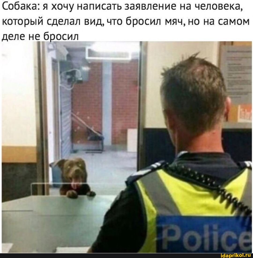 Собака: я хочу написать заявление на человека, который сделал вид, что бросил мяч, но на самом деле не бросил