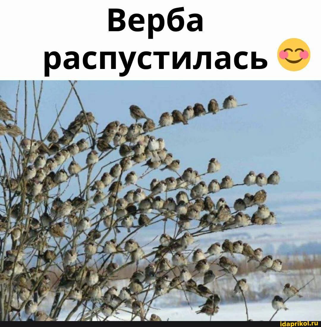 Верба
распустилась