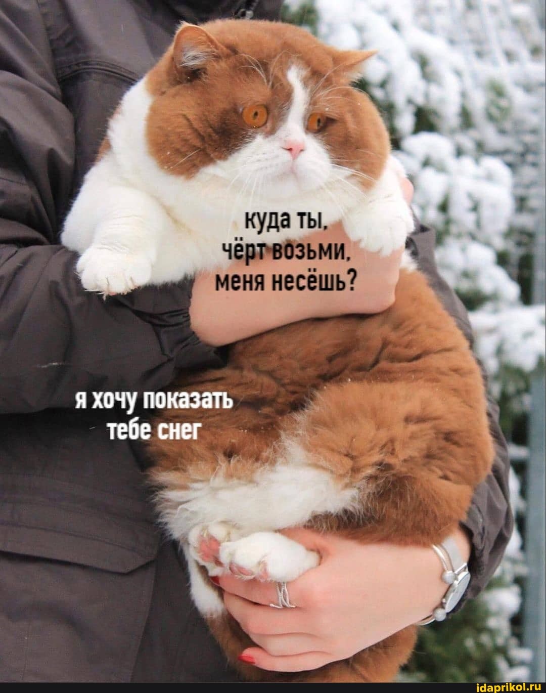 куда ты,
ВОЗЬМИ,
меня несёшь?
я хочу показать
тебе снег
