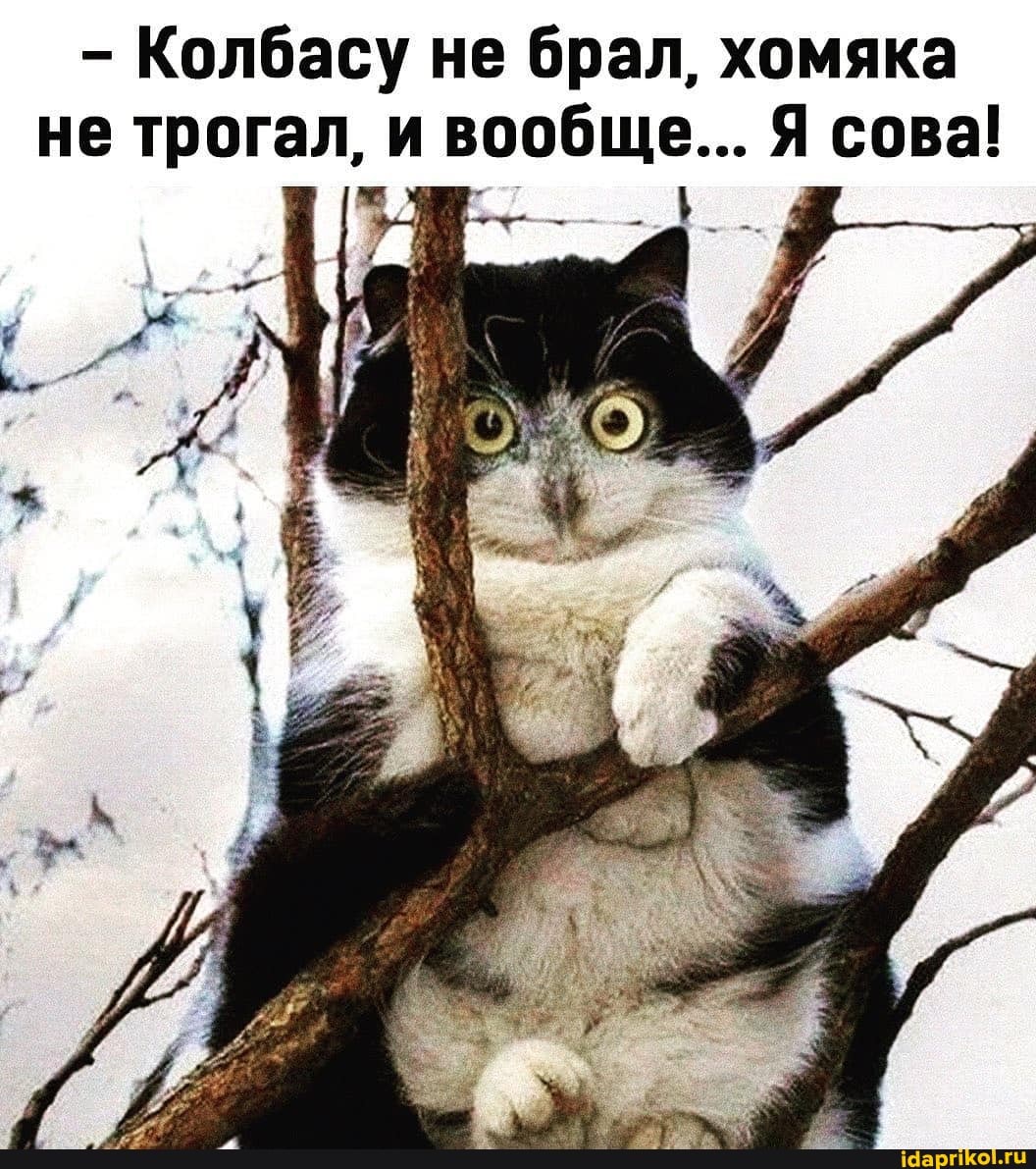- Колбасу не брал, хомяка
не трогал, и вообще... Я сова!