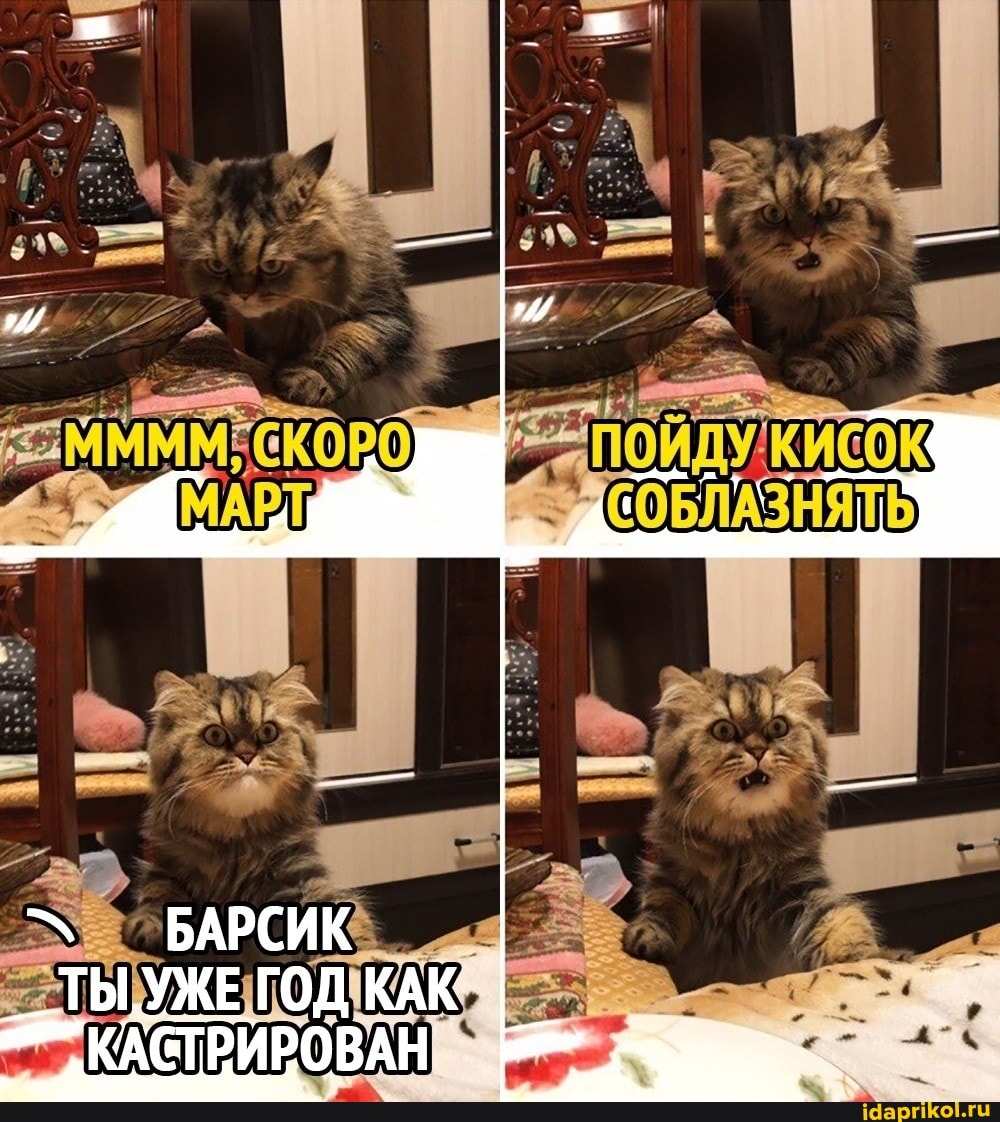 МАРТ, СОБЛАЗНЯТЬ
БАРСИК ТЫ УЖЕ ГОД КАК
КАСТРИРОВАН
