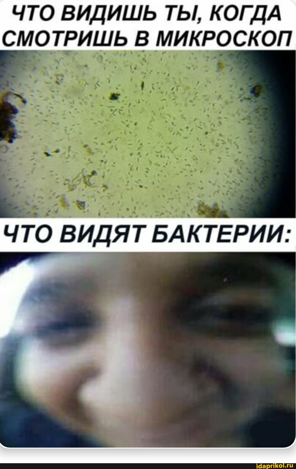 ЧТО ВИДИШЬ ТЫ, КОГДА СМОТРИШЬ В МИКРОСКОП
ЧТО ВИДЯТ БАКТЕРИИ: