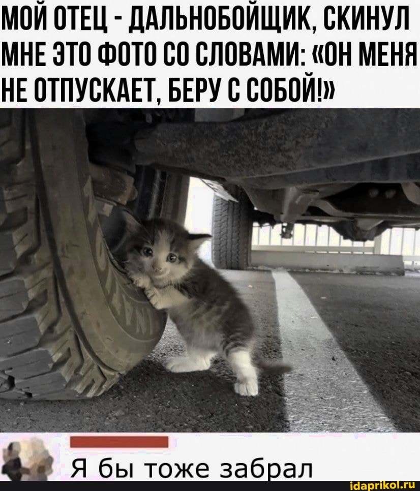МОЙ ОТЕЦ - ДАЛЬНОБОЙЩИК, СКИНУЛ МНЕ ЭТО ФОТО СО СЛОВАМИ: "ОН МЕНЯ НЕ ОТПУСКАЕТ, БЕРУ С СОБОЙ!
бы тоже заббал