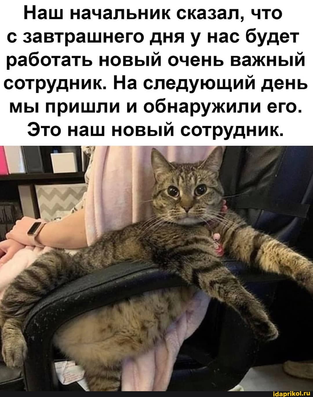 Наш начальник сказал, что с завтрашнего дня у нас будет работать новый очень важный
сотрудник. На следующий день мы пришли и обнаружили его.
Это наш новый сотрудник.