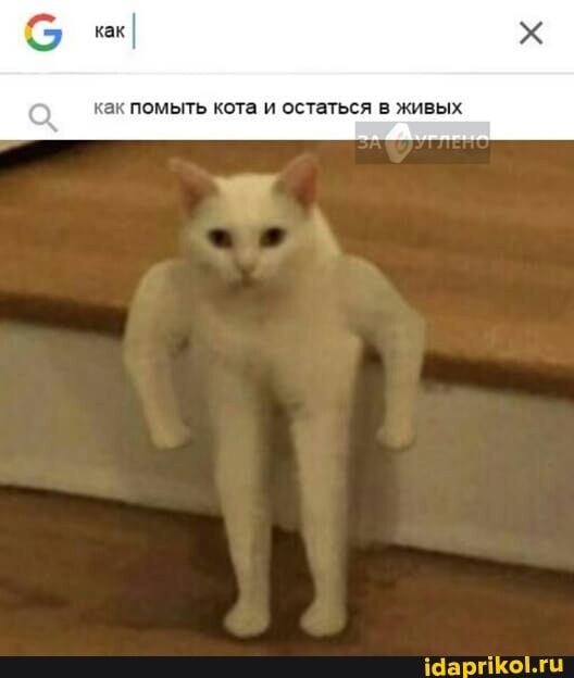 как I
как помыть кота и остаться в живых