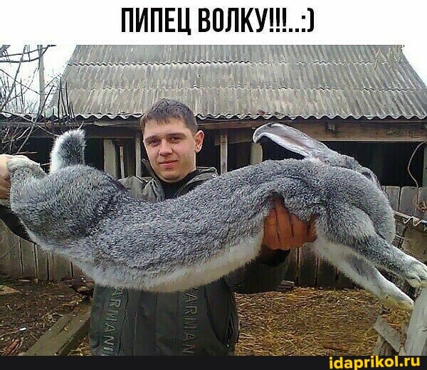 ПИПЕЦ ВОЛКУ!!