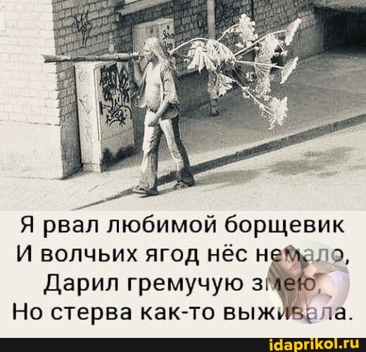 Я рвал любимой борщевик
И волчьих ягод нёс
Дарил гремучую з
Но стерва как-то выжила.