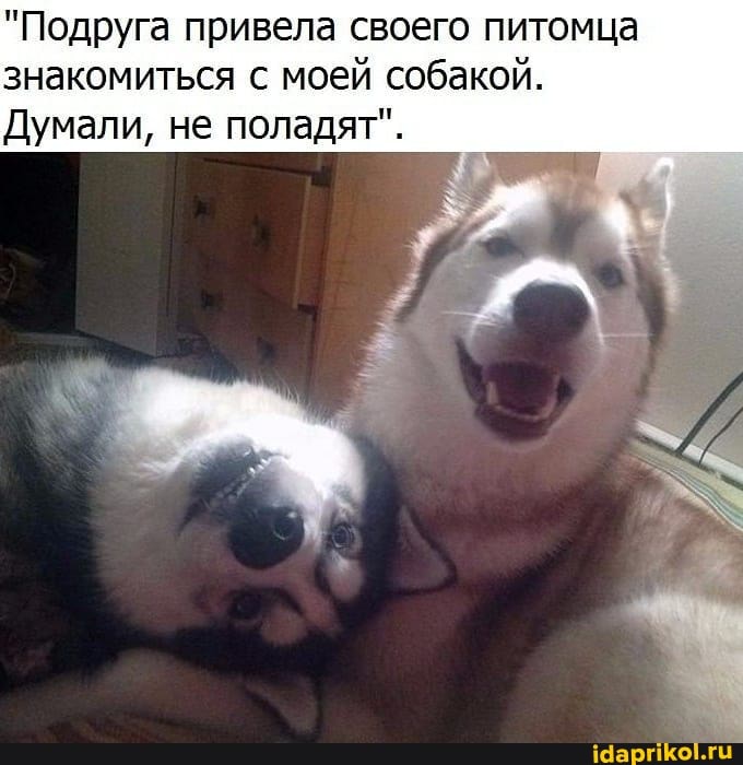 "Подруга привела своего питомца знакомиться с моей собакой.
Думали, не поладят".