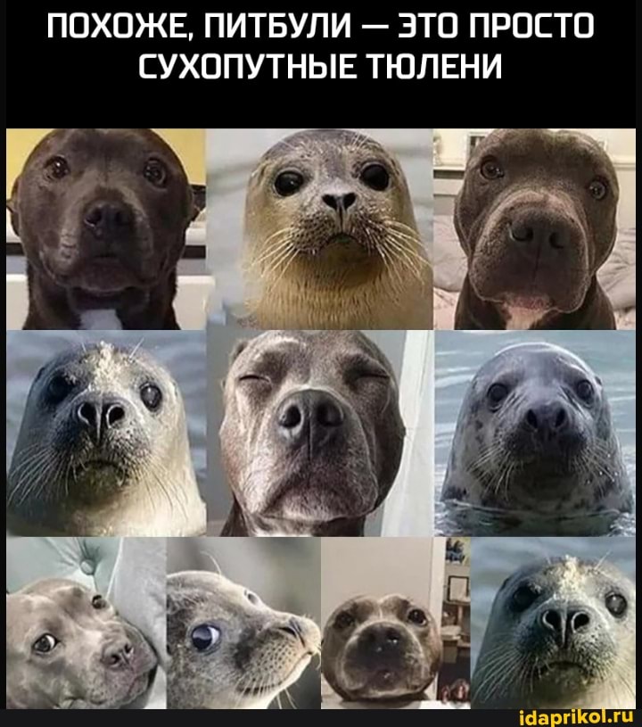 ПОХОЖЕ, ПИТБУЛИ - ЭТО ПРОСТО СУХОПУТНЫЕ ТЮЛЕНИ