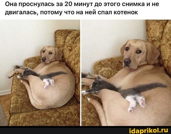 Она проснулась за 20 минут до этого снимка и не двигалась, потому что на ней спал котенок