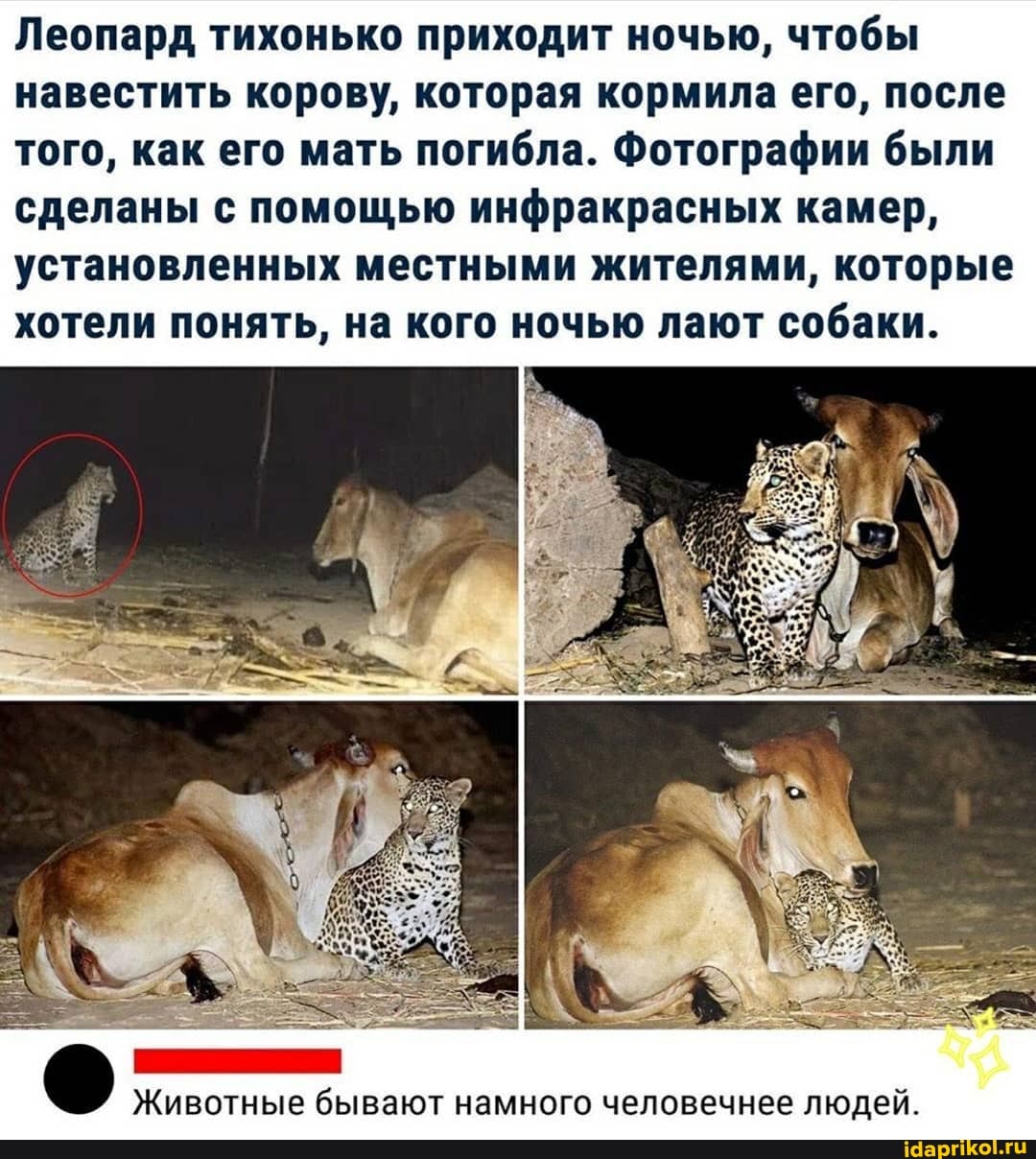 Леопард тихонько приходит ночью, чтобы навестить корову, которая кормила его, после того, как его мать погибла. Фотографии были сделаны с помощью инфракрасных камер, установленных местными жителями, которые хотели понять, на кого ночью лают собаки.
Животные бывают намного человечнее людей.