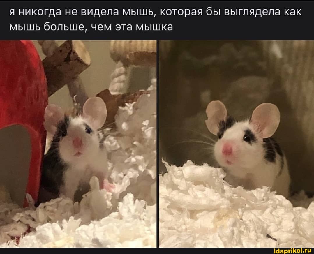 я никогда не видела мышь, которая бы выглядела как
МЫШЬ больше, чем эта мышка