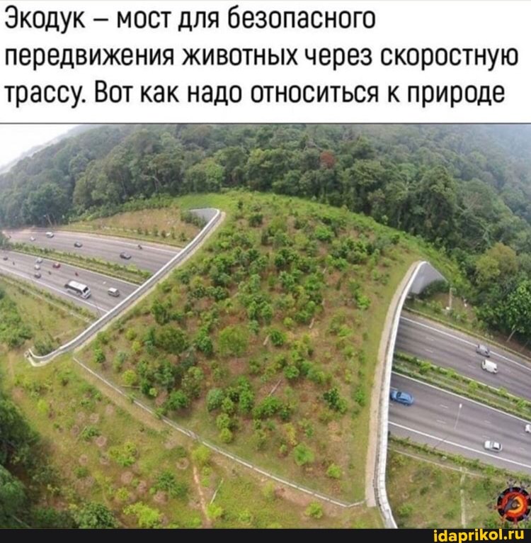 Экодук мост для безопасного передвижения животных через скоростную трассу. Вот как надо относиться к природе