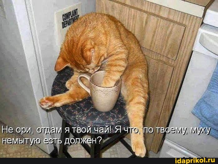 Не оои. отдам я твой чай! Я что. по твоему муху немытую есть должен?