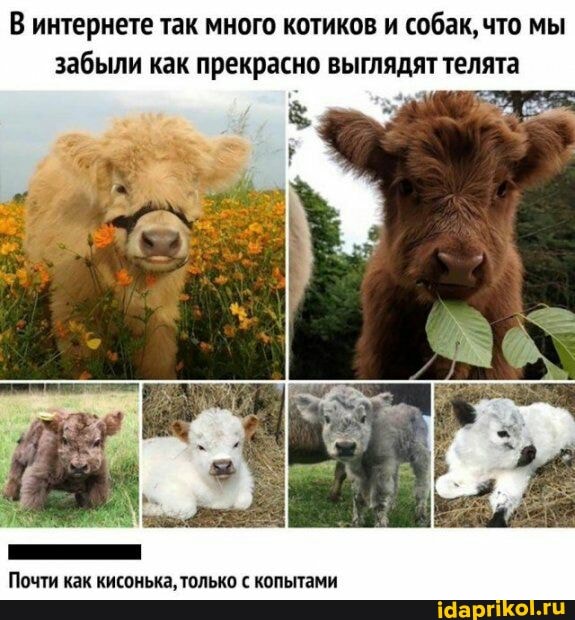 В интернете так много котиков и собак, что мы забыли как прекрасно выглядят телята
Почти как кисонька, только с копытами