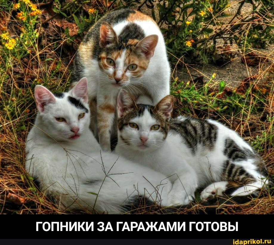 ГОПНИКИ ЗА ГАРАЖАМИ ГОТОВЫ - ГОПНИКИ ЗА ГАРАЖАМИ ГОТОВЫ