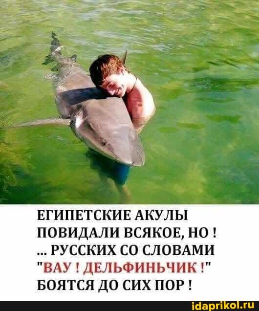 ЕГИПЕТСКИЕ АКУЛЫ ПОВИДАЛИ ВСЯКОЕ, НО !
РУССКИХ СЛОВАМИ
"ВАУ ДЕЛЬФИНЬЧИК БОЯТСЯ ДО СИХ ПОР!