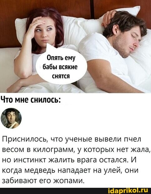 Опять ему бабы всякие снятся
Что мне снилось:
Приснилось, что ученые вывели пчел весом в килограмм, у которых нет жала, но инстинкт жалить врага остался.
когда медведь нападает на улей, они забивают его жопами.
