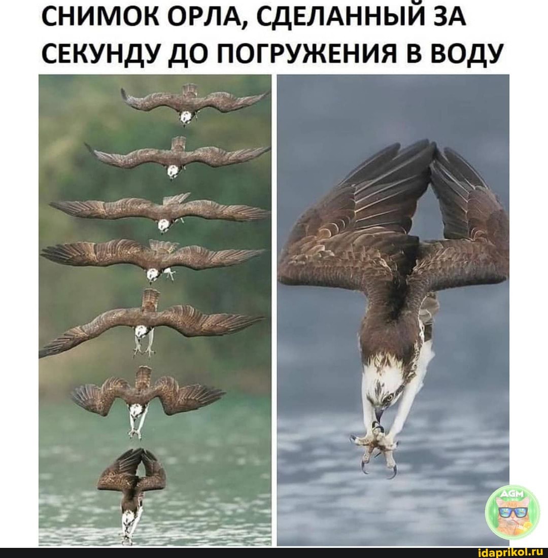 СНИМОК ОРЛА, СДЕЛАННЫЙ ЗА СЕКУНДУ ДО ПОГРУЖЕНИЯ В ВОДУ
