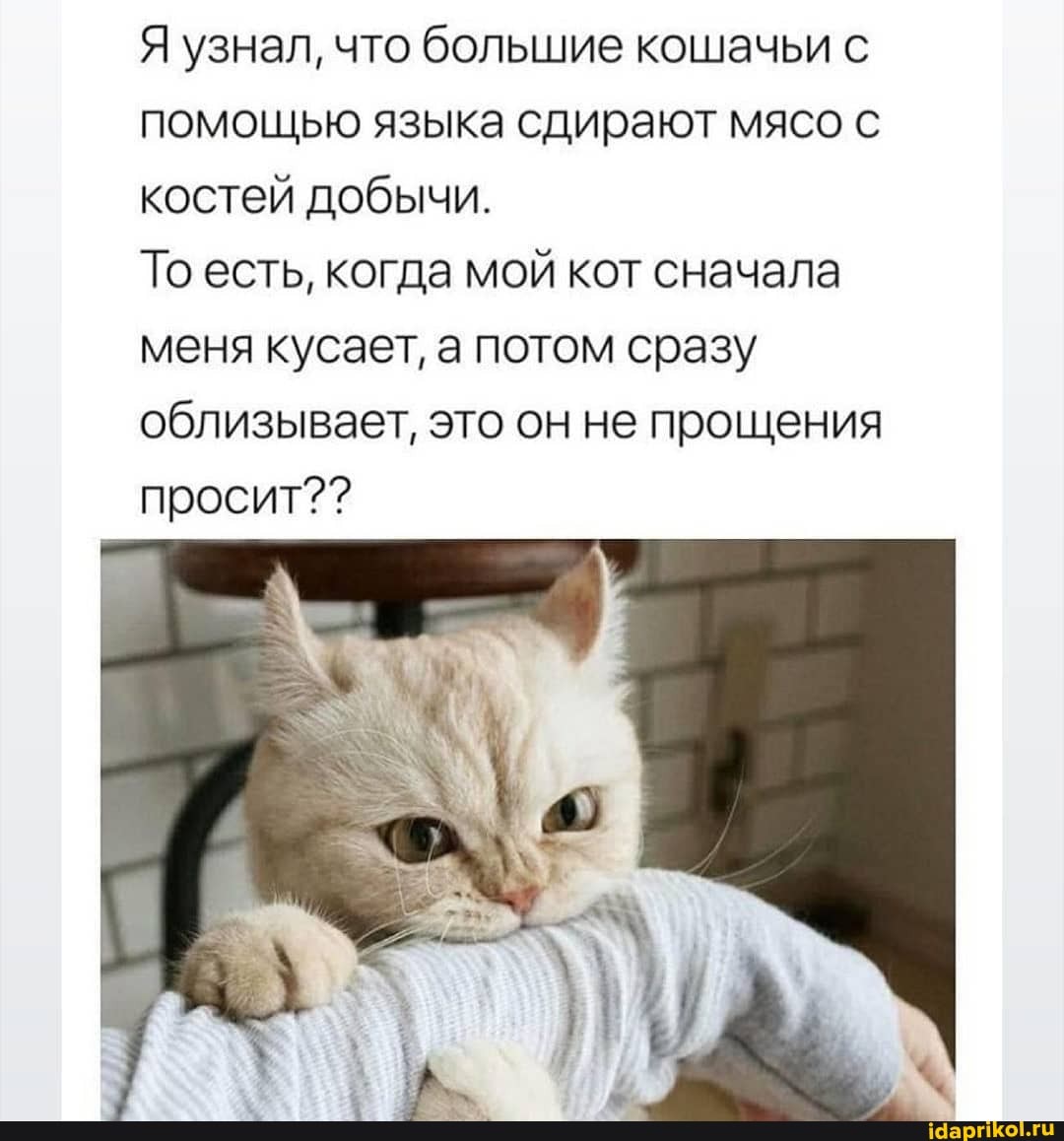 Я узнал, что большие кошачьи с помощью языка сдирают мясо с костей добычи.
То есть, когда мой кот сначала меня кусает, а потом сразу облизывает, это он не прощения просит??