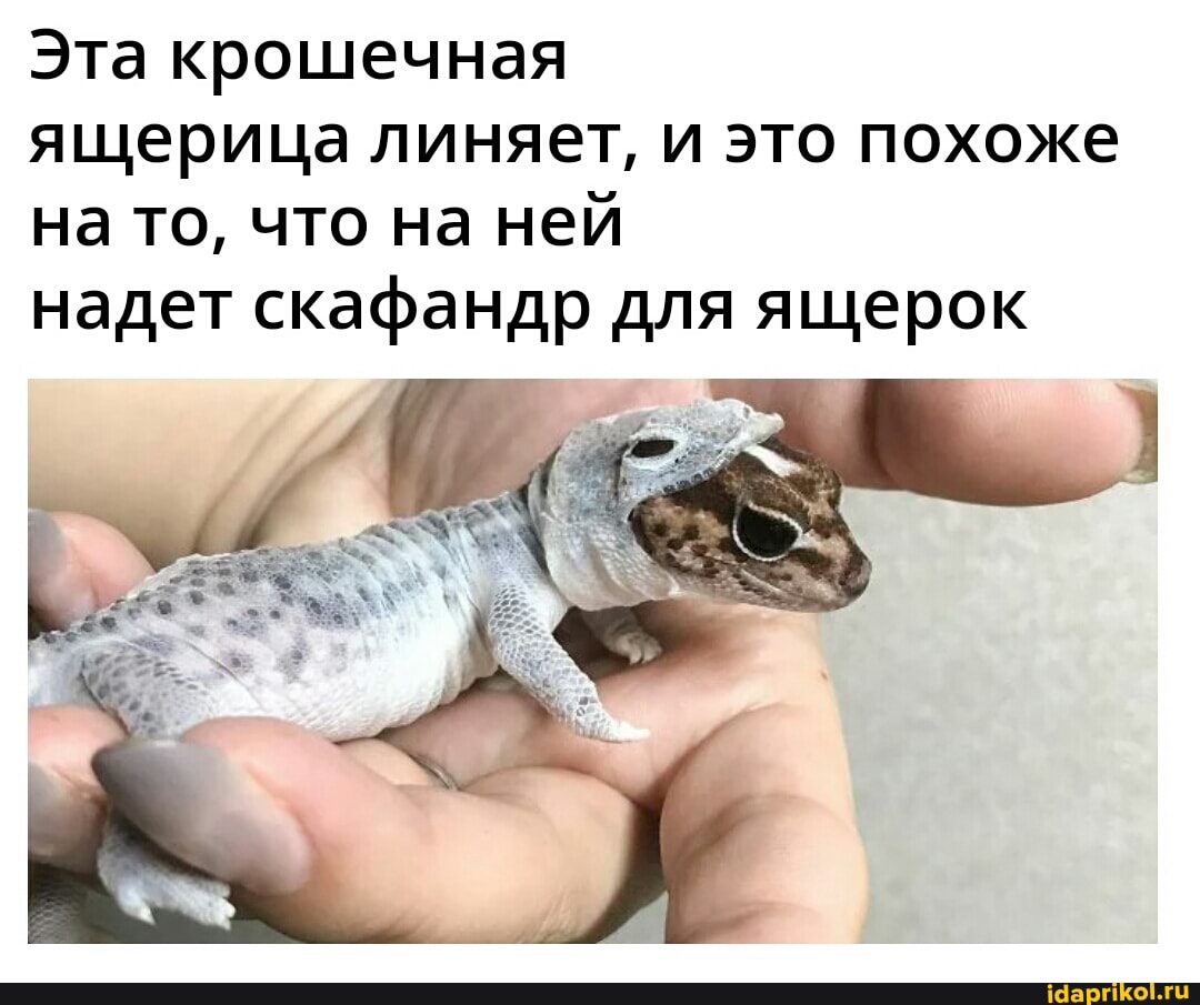 Эта крошечная ящерица линяет, и это похоже на то, что на ней
надет скафандр для ящерок