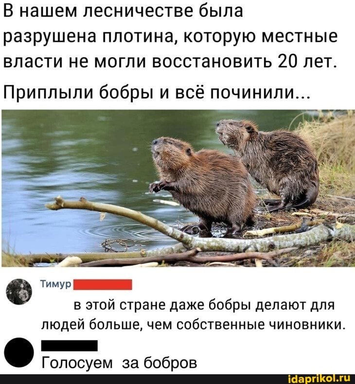 В нашем лесничестве была разрушена плотина, которую местные власти не могли восстановить 20 лет.
Приплыли бобры и всё починили...
Тимур в этой стране даже бобры делают для людей больше, чем собственные чиновники.
Голосуем за бобров