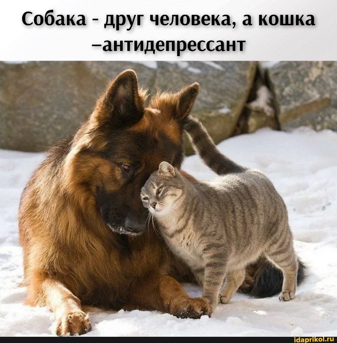 Собака - друг человека, а кошка антидепрессант
